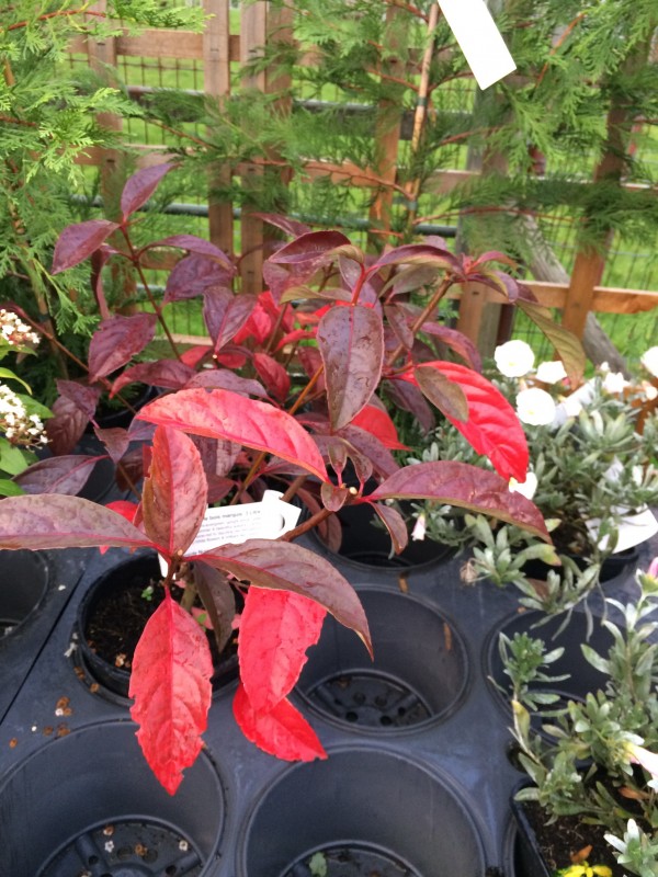 The New Viburnum X Le Bois Marquis