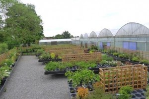 Shrub display area at Downside Nurseries