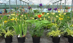 Hardy Herbaceous Perennials at Wiltshire's Downside Nurseries. Grasses and iris 961