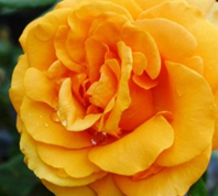 Gorgeous Hybrid Tea Rose Flower in yellow/orange