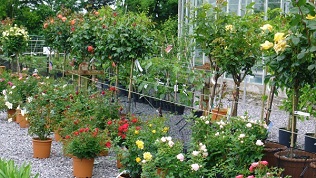 Wide range of Standard & Patio Roses from Wiltshire's Downside Nurseries