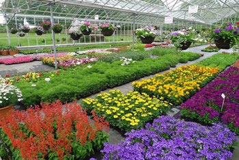 Colourful Bedding Plants from Wiltshire's Downside Nurseries