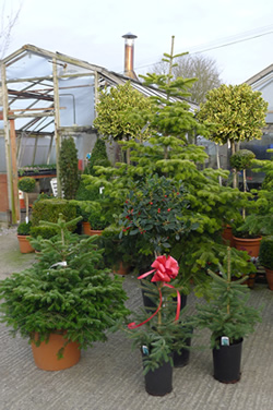 Christmas Trees of all sizes from Downside Nurseries