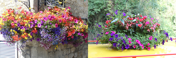 Hanging baskets - ready to go from Downside Nursuries