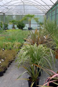 Bamboo, Ferns and Grasses from Wiltshire's Downside Nurseries