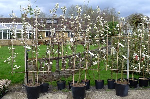 Tree Candelarbra trained Apples Granny Smith and Jonagold and Pears Williams Bon Credien 766