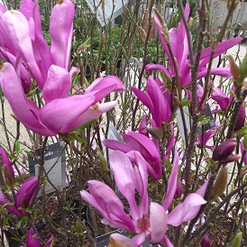 Wide Range Of Gorgeous Ornamental Trees At Downside Nurseries