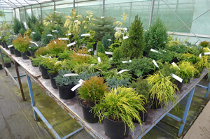 Pot grown conifers ready for transplanting | Downside Nursuries