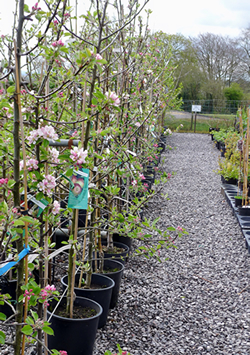 Fruit trees in pots - ready for planting