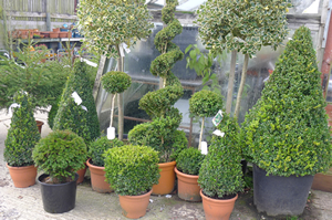 Selection of Box plants and topiary