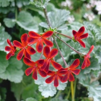 Pelargonium at our plant nursery