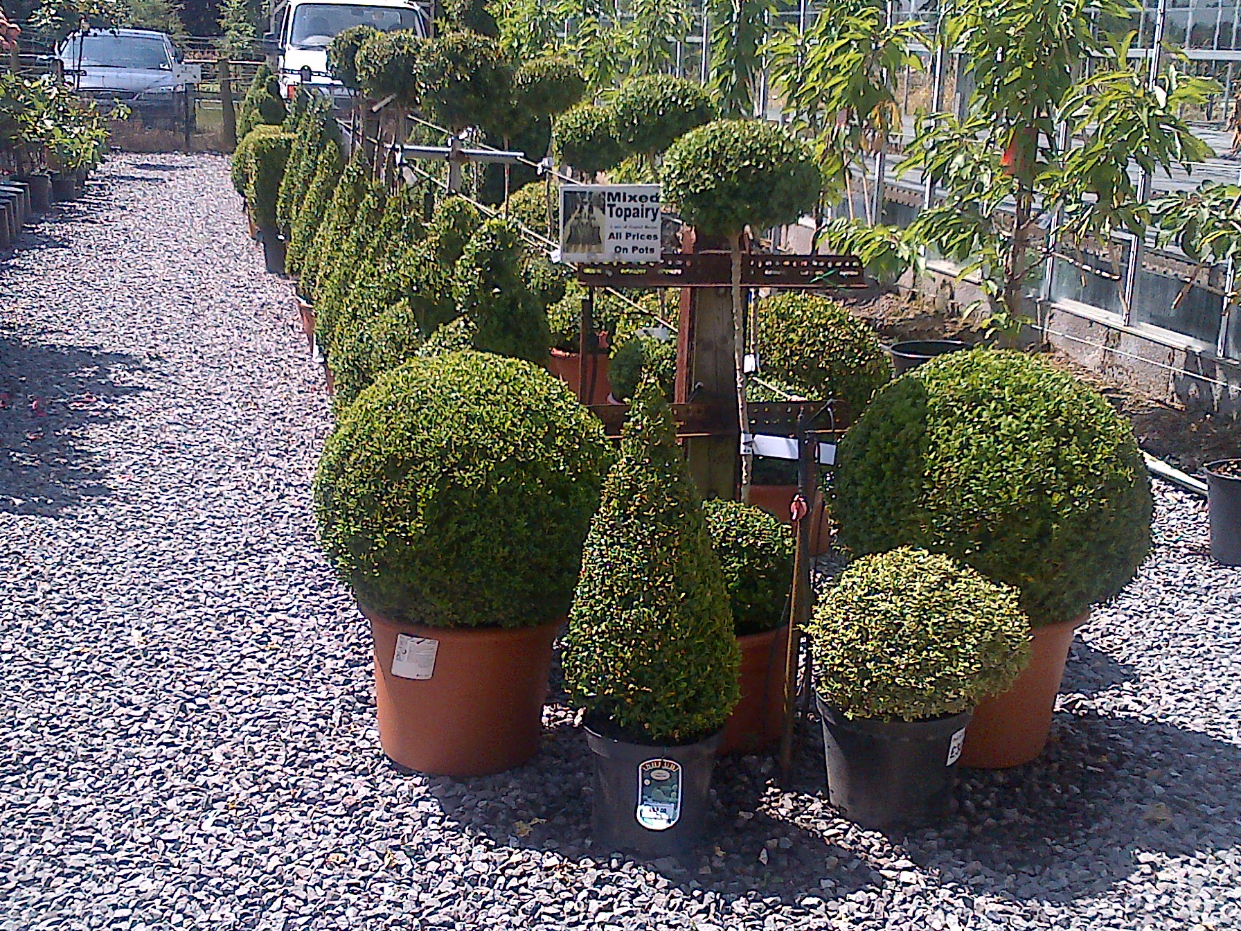 Our topiary has had a hair cut!Downside Nurseries