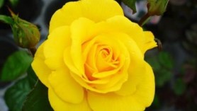 Golden Wedding Hybrid Tea Rose