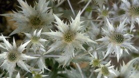 One of the hundreds of perennials at Downside Nurseries