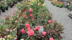 July roses at Downside