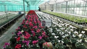Cyclamen at Downside are ideal for winter planters