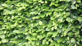 image of Beech hedging