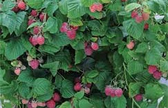 Raspberry Ruby Beauty bred especially for containers