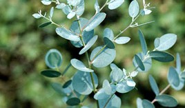 Eucalyptus gunnii (RHS)