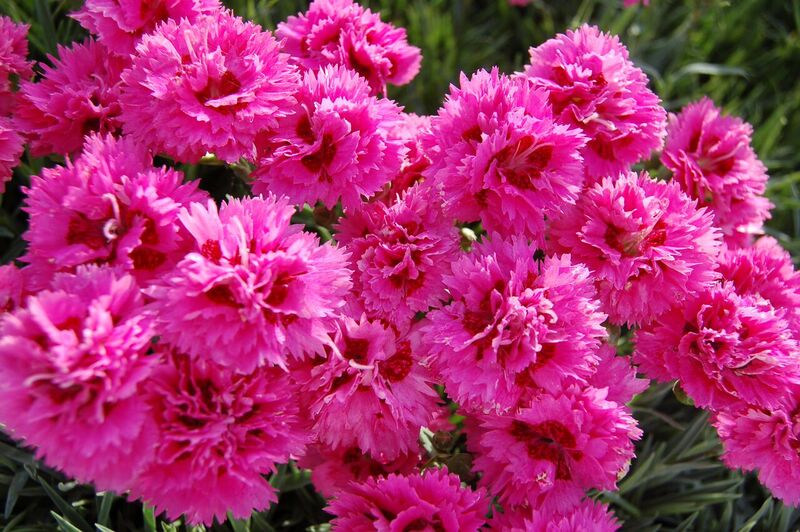 Whetman Pinks - choose from Alpines, Alpine Early Bloomers, Garden ...