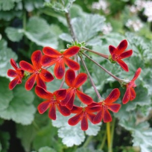 Pelargonium ardens at Downside Nurseries 