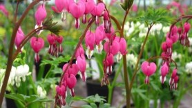 An image of Dicentra spectabilis as an example of one of the plants changing names; see the article "A rose by any other name"