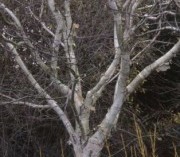 Image of Silver Birch - perfect for winter gardens