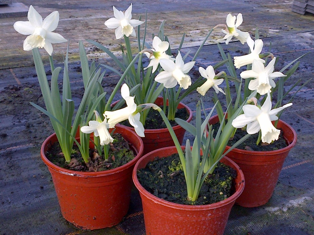 Narcissus Snow Baby - a new plant at Downside