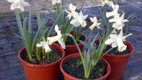 Narcissus Snow Baby - a new plant at Downside