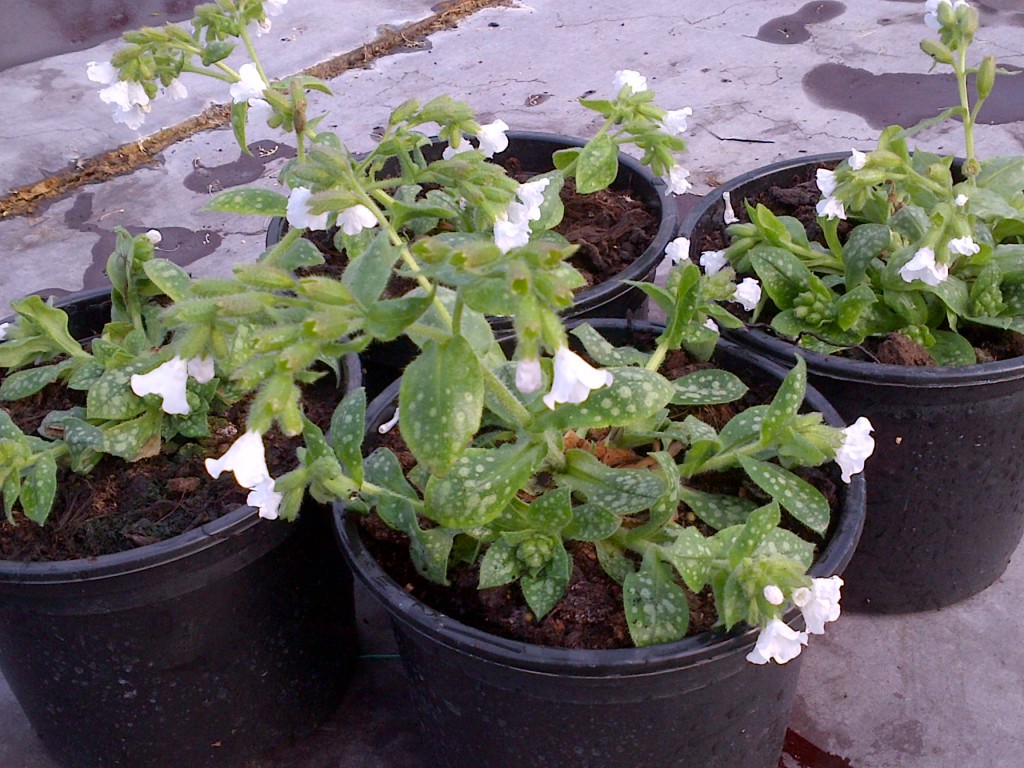 Pulmonaria Sissinghurst White at Downside Nurseries