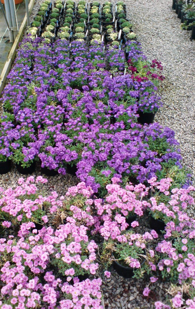 We grow all our Aubretia from cuttings - Downside Nurseries