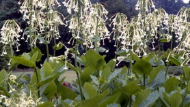Image of Nicotiana sylvestris (Flowering Tobacco) annuals