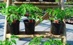 Tomatoes at Downside Nurseries May