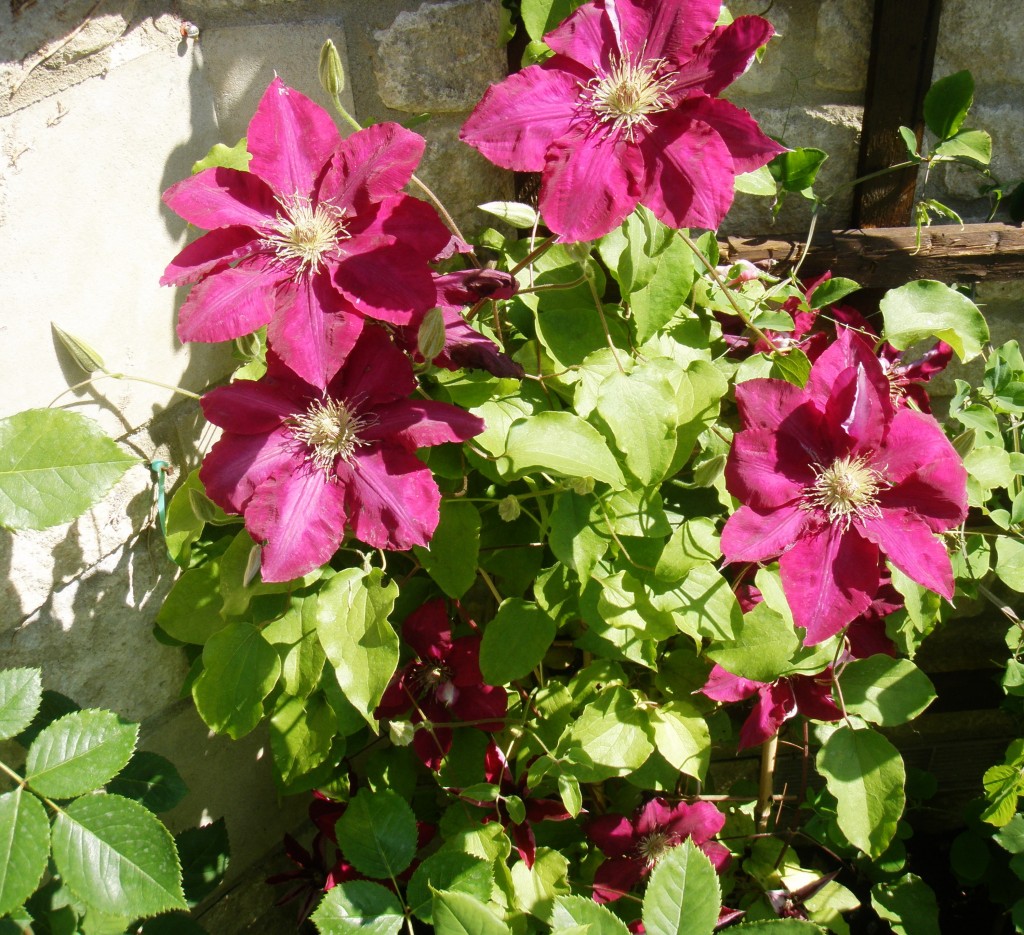 Raymond Evison Patio Clematis - Downside 2020