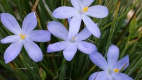 Orthrosanthus laxus (Morning Iris)