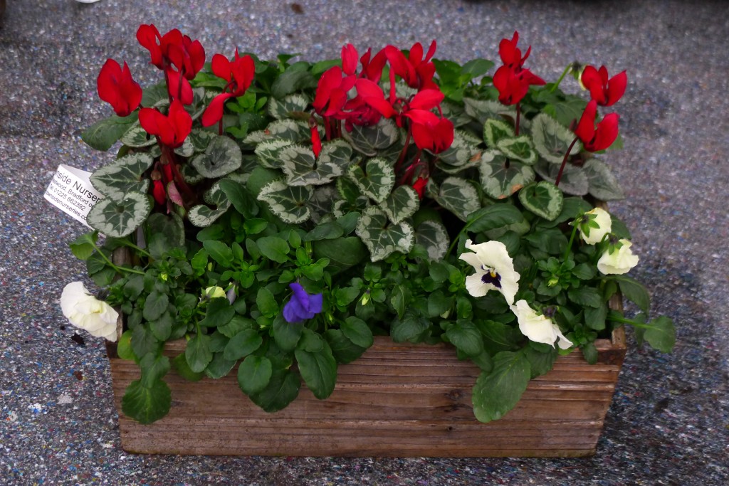 Cyclamen & pansy basket