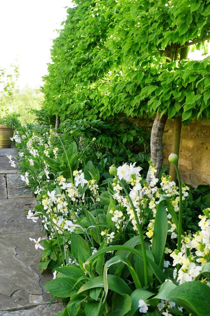 Narcissus-Pleached-hornbeam