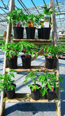 Tomatoes at Downside