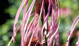 Echinacea pallida on the herb bench