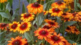 Herbaceous Perennials for July colour
