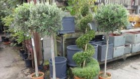 Oleo Europea and Buxus Sempervirens Spiral with Errington Reay pots web 663