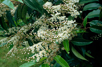 Prunus lusitanica - Portuguese Laurel (RHS)