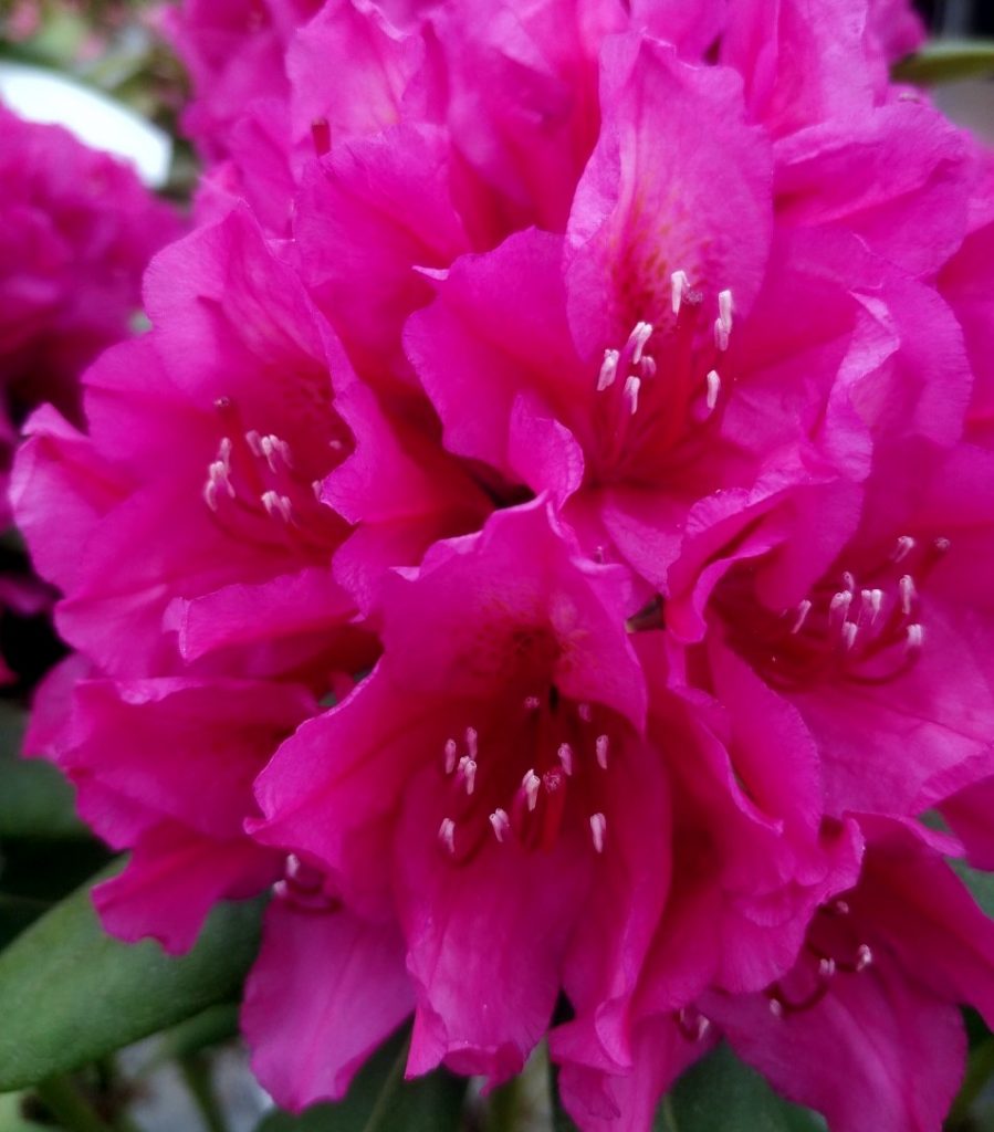 Rhododendron at Downside Nurseries
