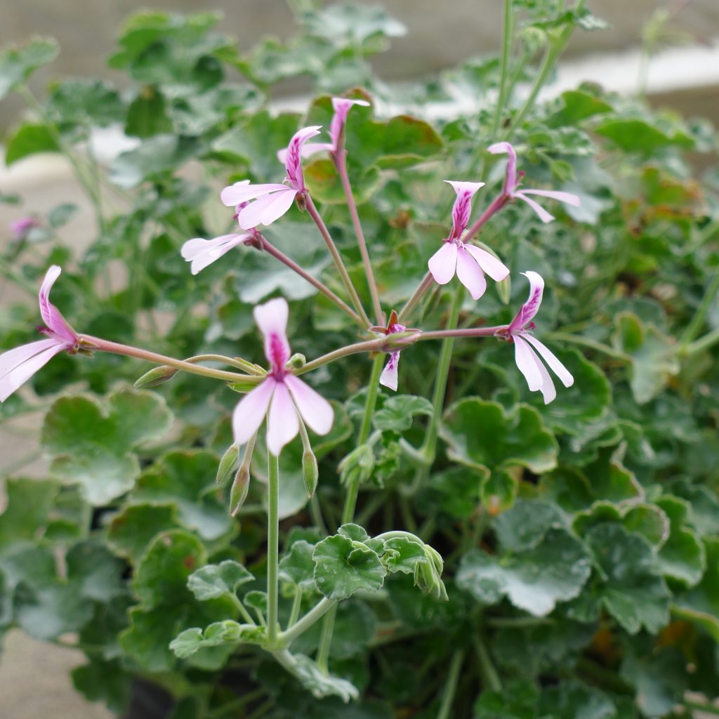 Pelargonium fragrans