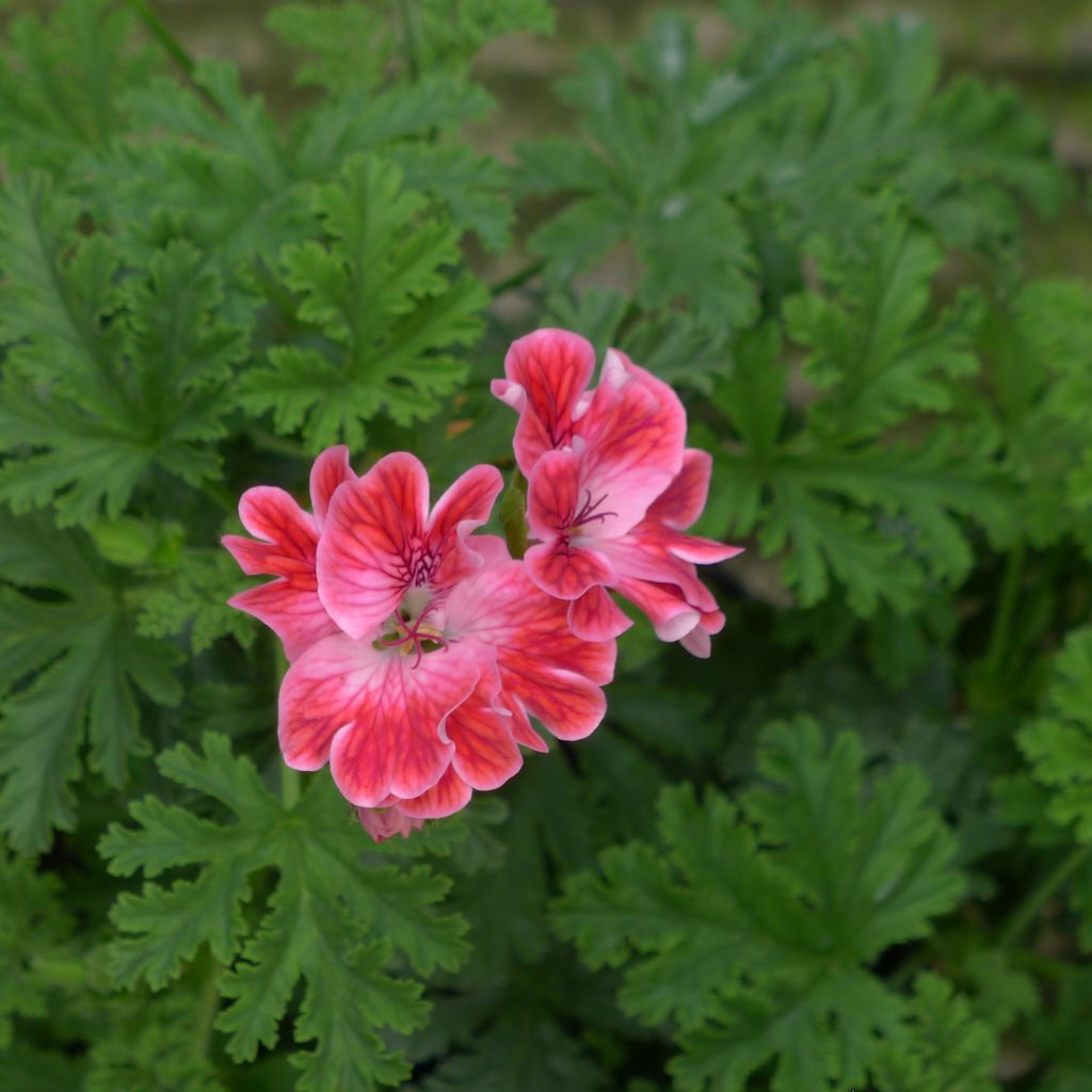 scented Pelargonium Mme Nonin
