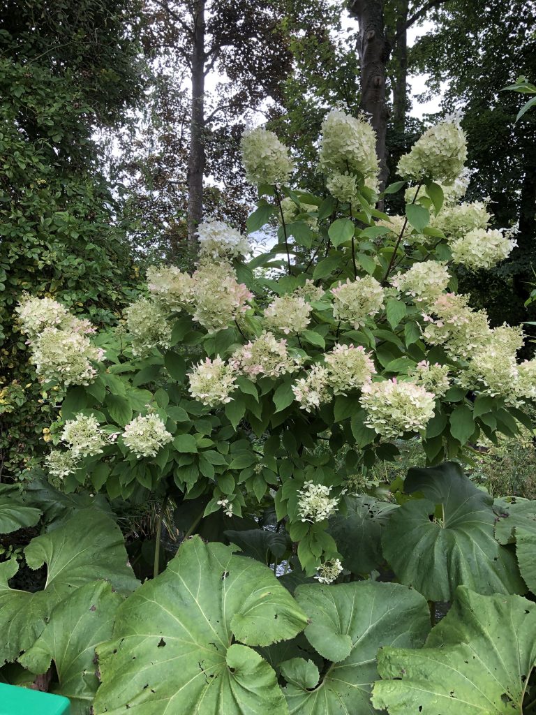 Hydrangea Annabel at Monet's garden in Giverny