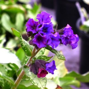 Early spring newsletter Pulmonaria-Diana-Clare