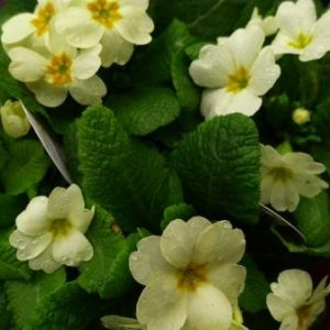 early spring newsletter Primula-English-primrose