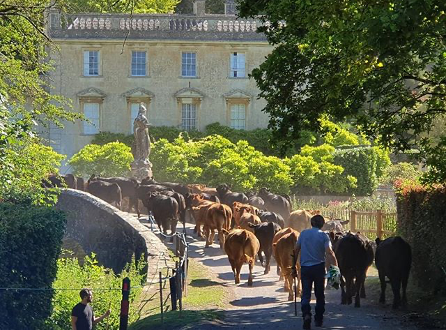 Iford-Manor-cows-crossing