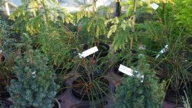 Selection of potted Conifers at Downside Nursery